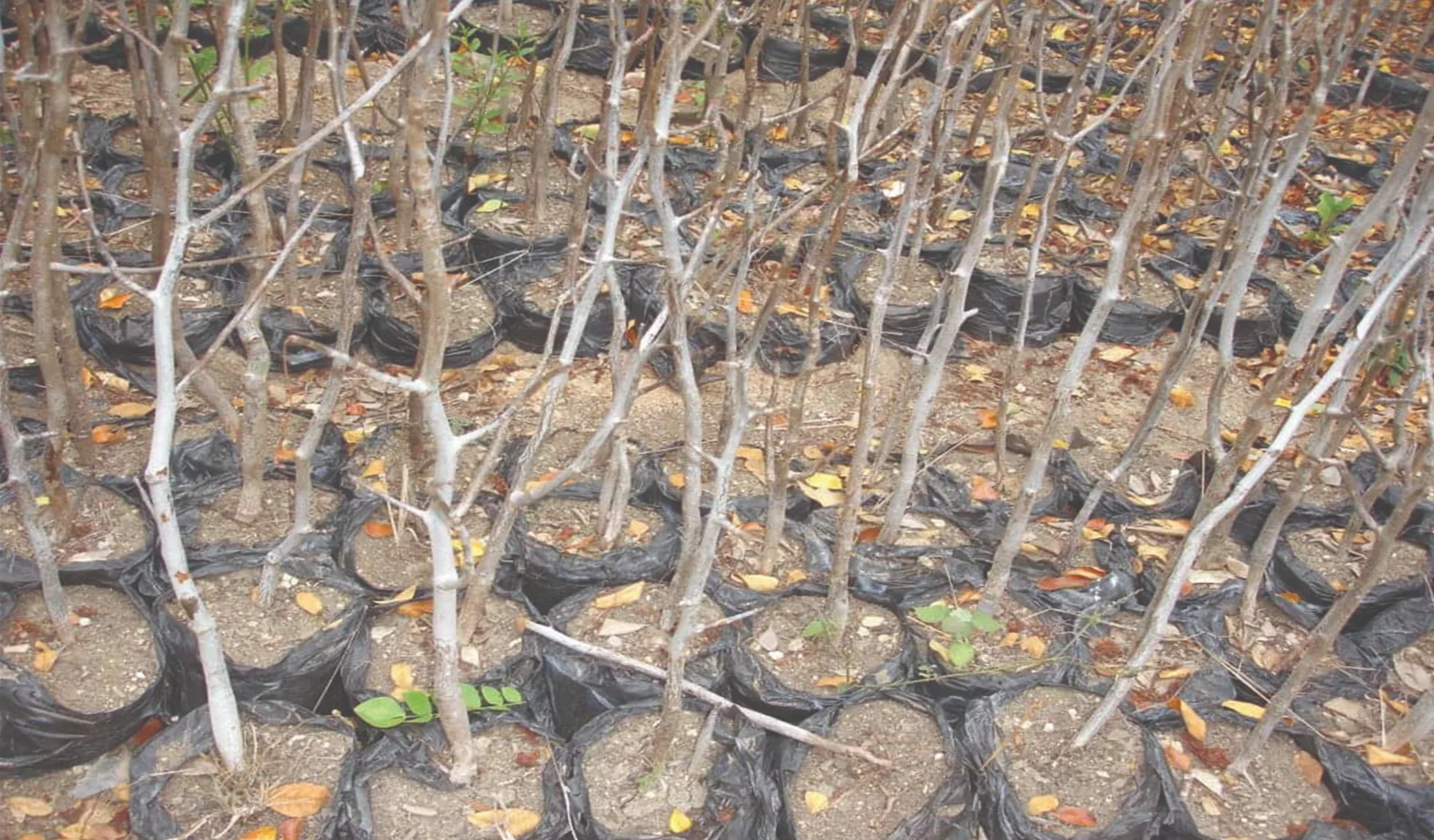 Prabhuji's Gifts forest protection amid Palo Santo growing popularity