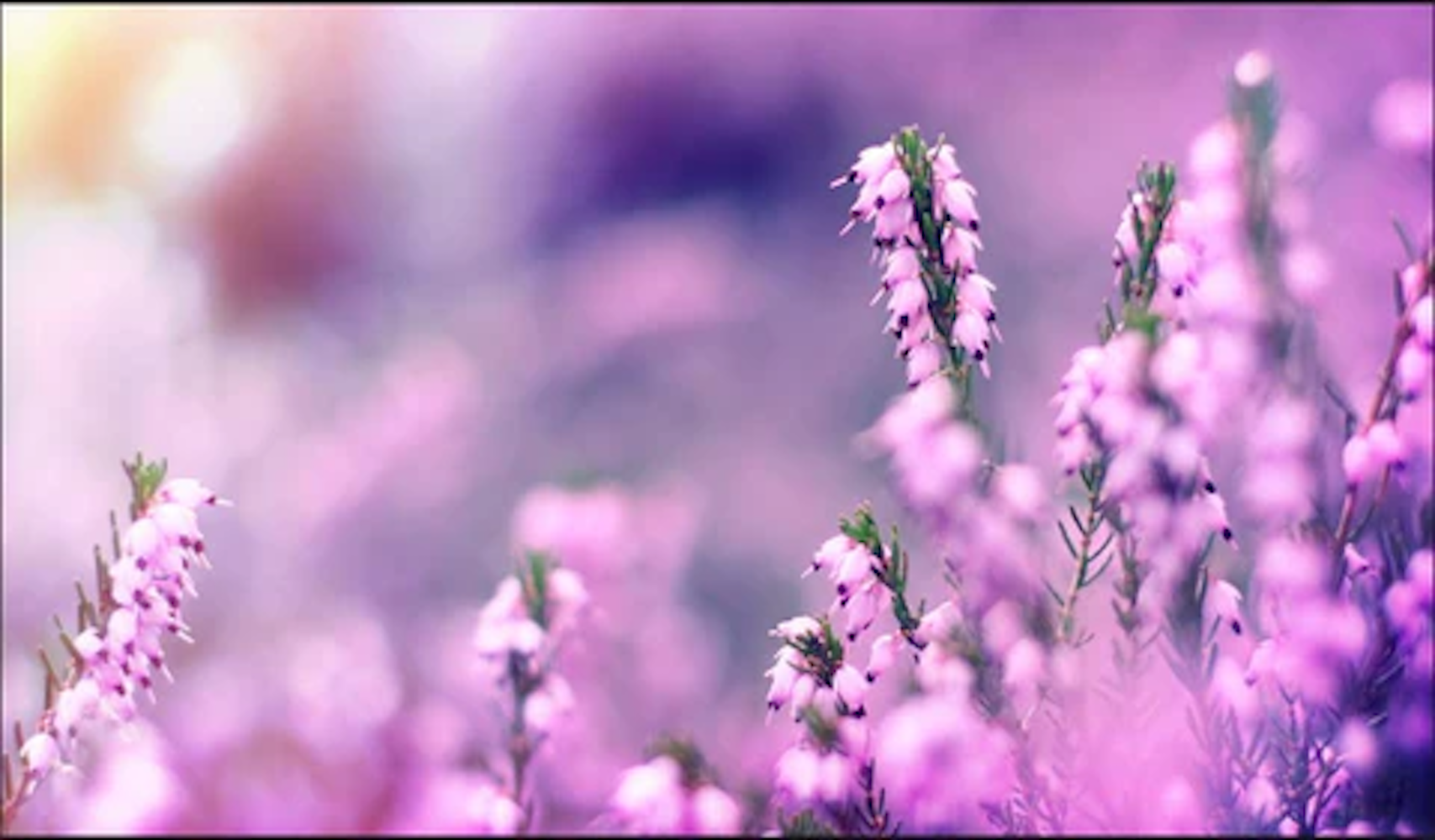 Soothing Lavender