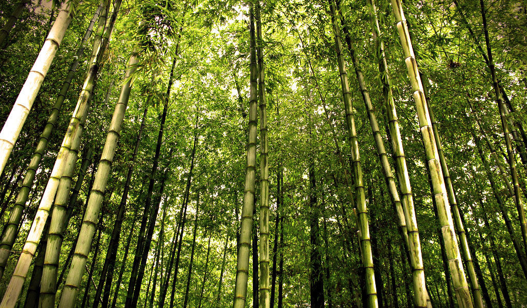 7 reasons why bamboo is perfect in incense sticks