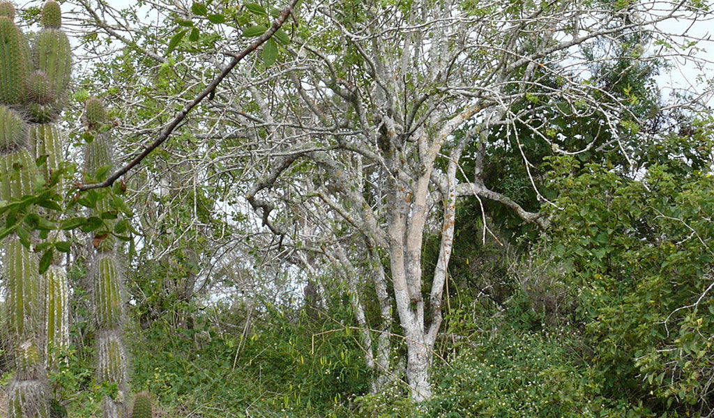 Palo Santo Reforestation Program
