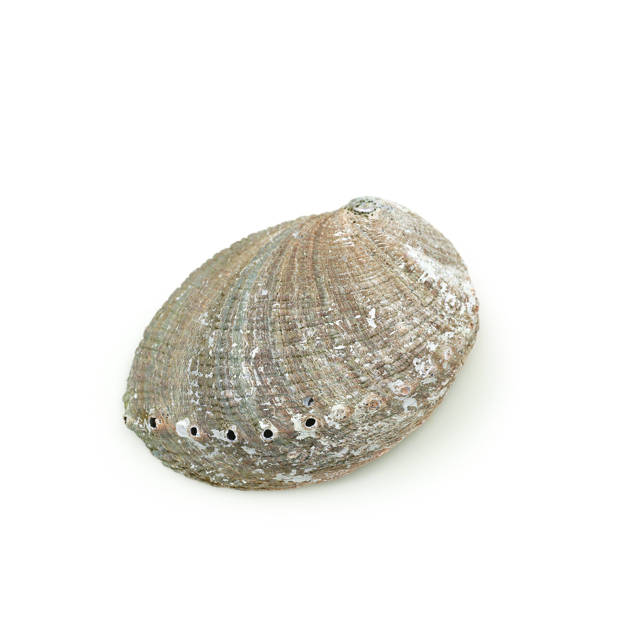 Abalone shell - Wholesale and Retail by Prabhuji's Gifts - Prabhuji's Gifts