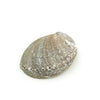 Burner - Abalone shell - Large 5
