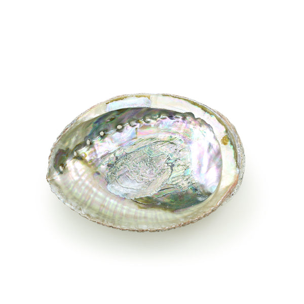 Burner - Abalone shell - Large 5