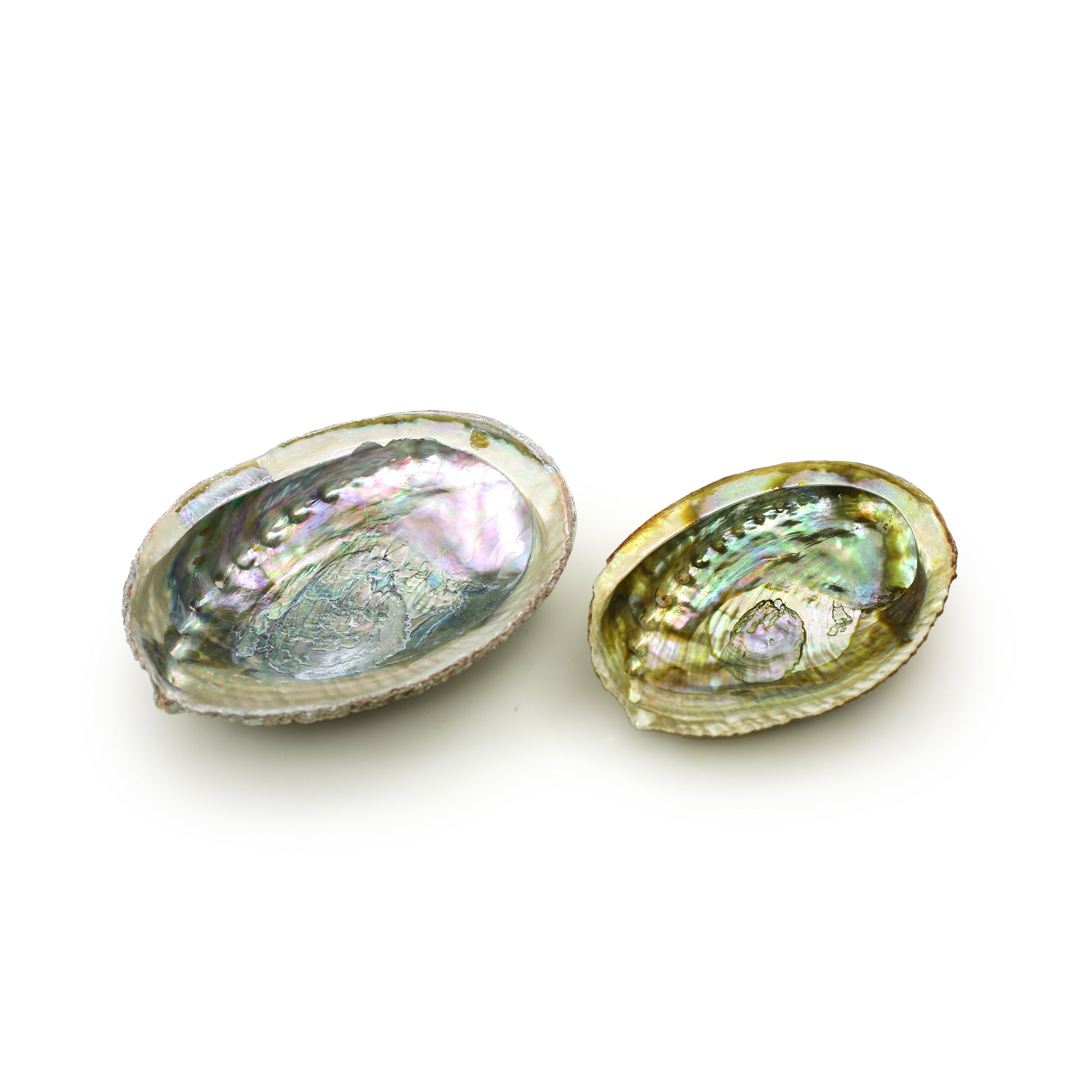 Abalone shell - Wholesale and Retail by Prabhuji's Gifts - Prabhuji's Gifts